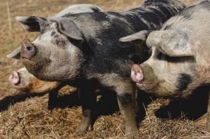 Мясные породы свиней в россии