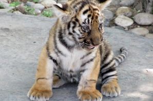 Новорожденный тигренок