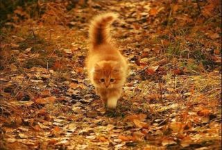 Рыжий кот вперед