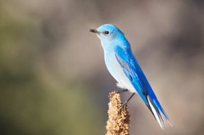 Птица с голубым оперением