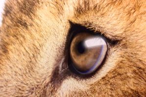 Цвет глаз у льва