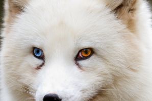 Белая хаски с голубыми глазами