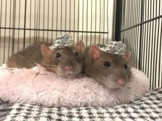 Домашние ручные крысы