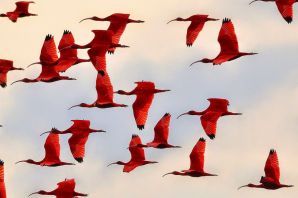 Красный ибис птица