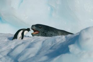 Животные обитающие в антарктиде
