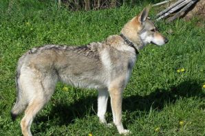 Чешский волчак порода собак