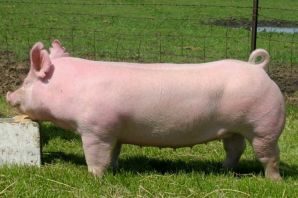 Кемеровская порода свиней