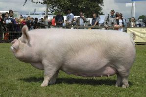 Датская порода свиней