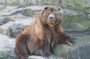 Самый большой бурый медведь в мире