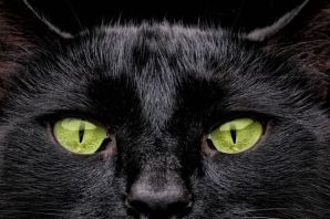 Черный котенок с зелеными глазами