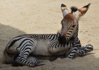Бритая зебра