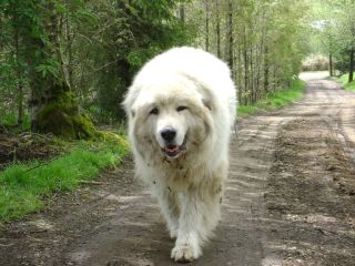 Большая пиренейская собака