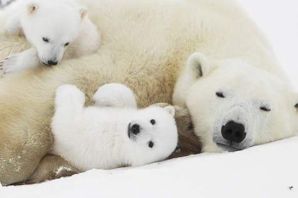 Новорожденный белый медвежонок