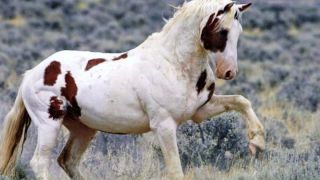 Американские породы лошадей