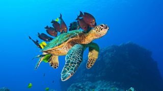 Животные подводного мира