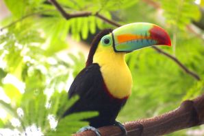 Тропическая птица с большим клювом