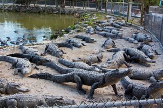 Стая крокодилов