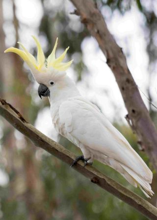 Попугай белый какаду