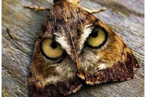 Бабочка с глазками