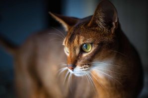 Абиссинская кошка голубого окраса