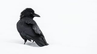 Маленькая черная птичка