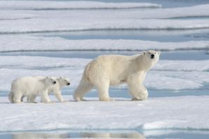 Белые медведи в антарктиде