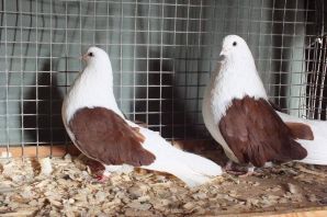 Николаевские высоколетные голуби