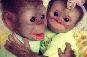 Две смешные обезьяны