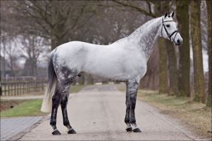 Голландская теплокровная порода лошадей