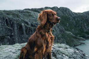 Порода собак ирландский сеттер