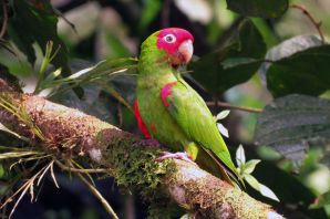 Амазонский краснолобый попугай