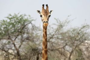 Короткошеий жираф