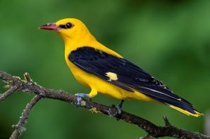 Желтая птичка иволга