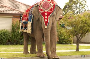 Украшение слонов в индии