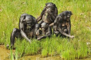 Племя обезьян бонобо