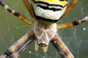 Австралийский паук оса