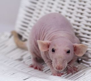 Крысы домашние породы сфинкс