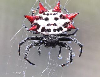 Необычные виды пауков
