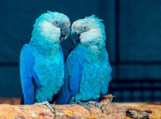 Голубой попугай бразилец