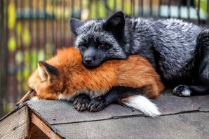Чернобурая лисица и волк