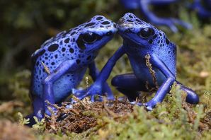 Голубой древолаз ядовитая лягушка