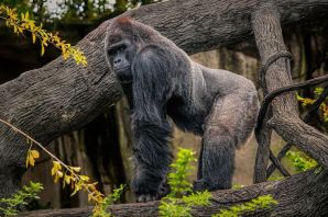 Манговая горилла