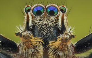 Глаз паука под микроскопом