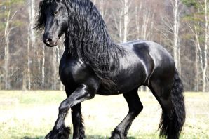 Порода лошадей фризская лошадь