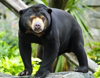 Малайский солнечный медведь