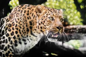 Переднеазиатский леопард барс