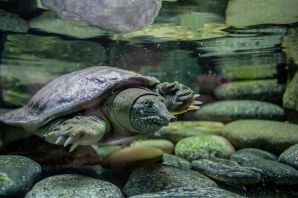 Водяная черепаха трионикс