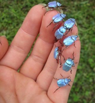 Маленький синий жук