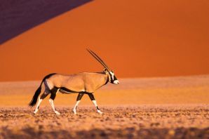 Аравийская антилопа орикс