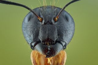 Морда муравья макро